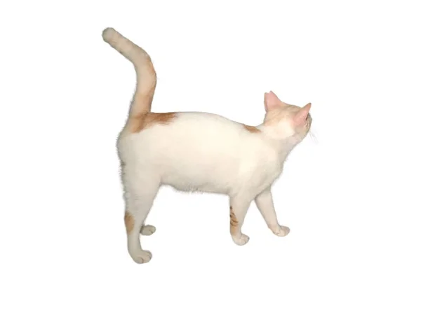 Domestic Cat Walks White Isolated Background — Stock Photo, Image