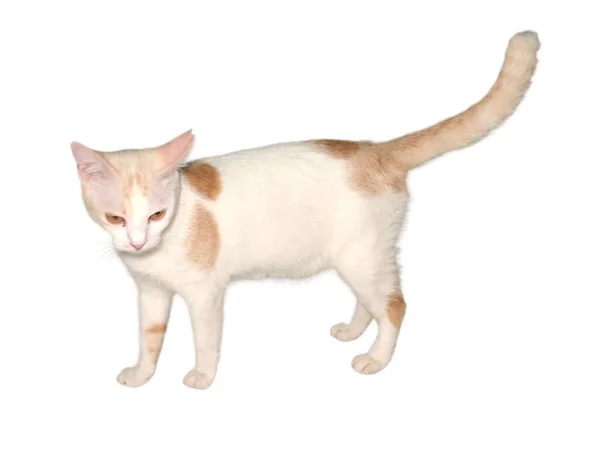 Gato Doméstico Camina Sobre Fondo Blanco Aislado —  Fotos de Stock