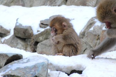 Nagano, Japonya 'da kar maymunu bebek