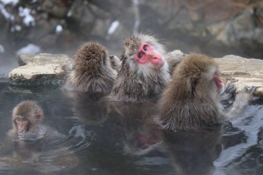 Snow monkey family taking the hot spring, in Nagano, Japan clipart