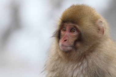 Nagano, Japonya 'da kar maymunu bebek