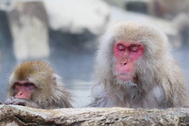 Kar maymunu anne ve çocuğu Japonya 'nın Nagano şehrinde kaplıcaya gidiyor.