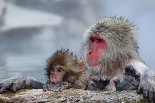 日本长野 雪猴妈妈和孩子们正在享用温泉 — 图库照片