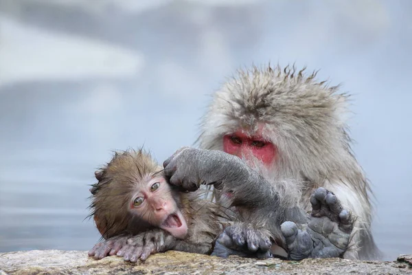 Mãe Criança Macaco Neve Tomando Fonte Termal Nagano Japão — Fotografia de Stock