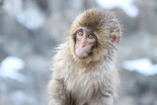 日本长野的雪猴宝宝 — 图库照片