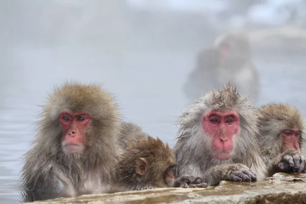 Familia Monos Nieve Tomando Las Aguas Termales Nagano Japón — Foto de Stock