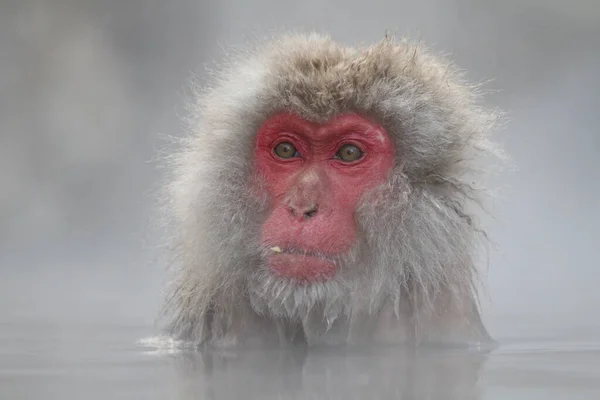 在日本长野 雪猴正在享用温泉 — 图库照片