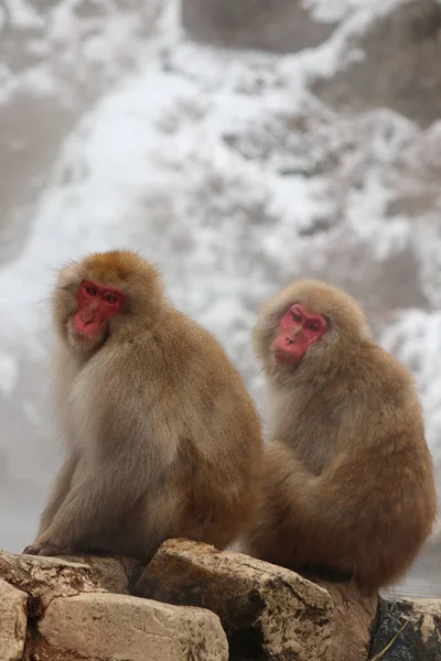 Hermanos Monos Nieve Sentados Junto Las Aguas Termales Nagano Japón — Foto de Stock