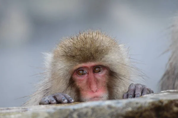 日本长野 雪猴宝宝正在享用温泉 — 图库照片