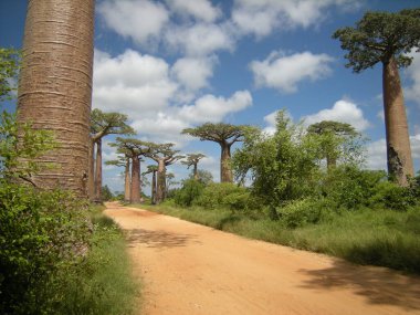 Morondava, Madagaskar 'daki Baobab Bulvarı