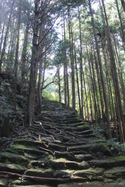 Kumano Kodo Ormanı, Japonya 'daki dünya mirasından biri.