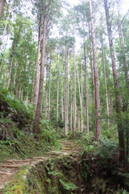 Kumano Kodo Ormanı, Japonya 'daki dünya mirasından biri.
