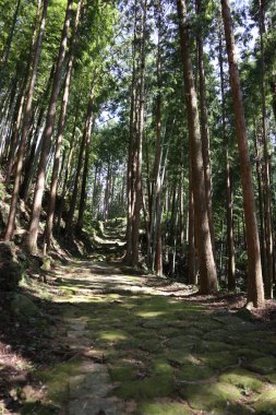 Kumano Kodo Ormanı, Japonya 'daki dünya mirasından biri.