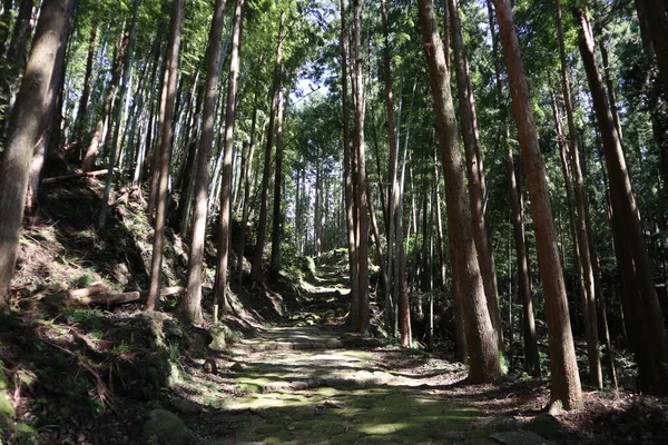 stock image Kumano Kodo forest, one of the world heritages in Japan
