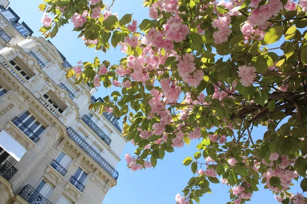 Cherry Blossoms Paris City — Stock Photo, Image