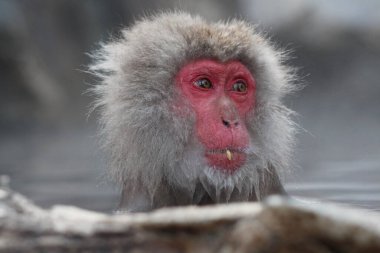 Nagano, Japonya 'da kaplıcayı alan kar maymunu.