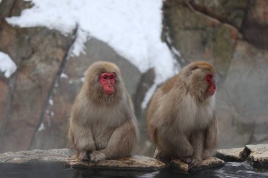 Nagano, Japonya 'da kaplıcada oturan kar maymunu kardeşler.