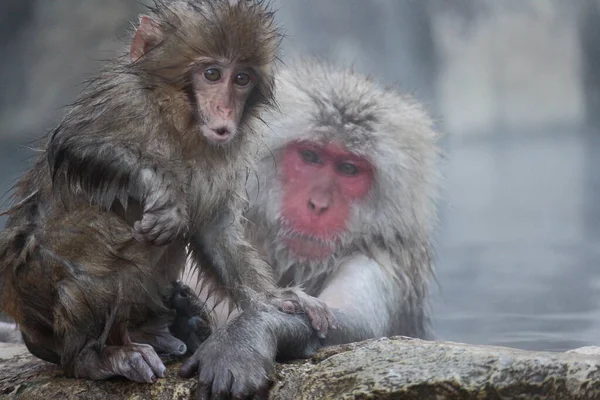 Nieve Mono Madre Niño Tomando Las Aguas Termales Nagano Japón — Foto de Stock