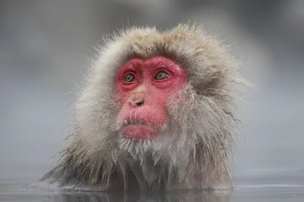 在日本长野 雪猴正在享用温泉 — 图库照片