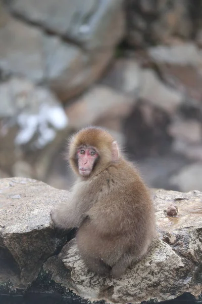 Neve Macaco Bebê Nagano Japão — Fotografia de Stock