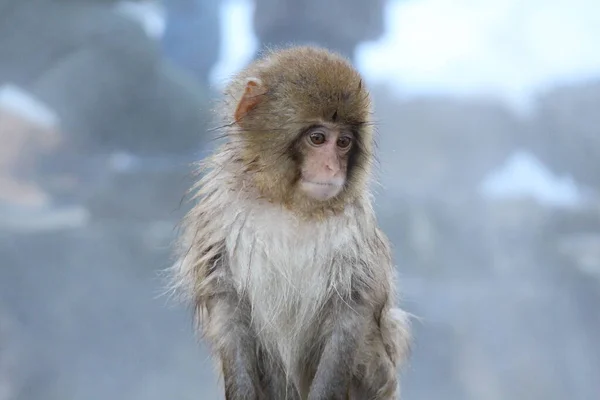 Salju Bayi Monyet Nagano Jepang — Stok Foto