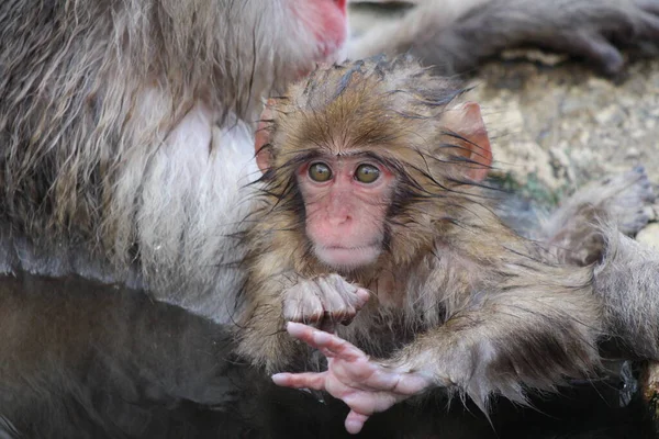 日本长野 雪猴妈妈和孩子们正在享用温泉 — 图库照片
