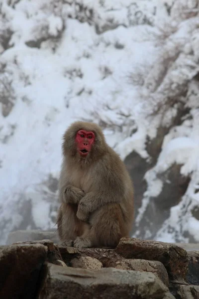 Macaco Neve Perto Fonte Termal Nagano Japão — Fotografia de Stock