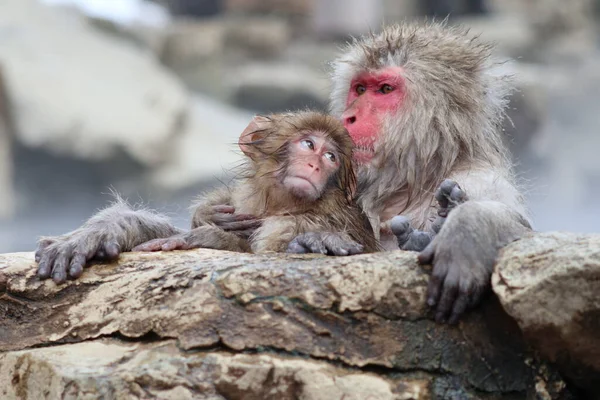 Snow Monkey Mother Child Taking Hot Spring Nagano Japan — Stok Foto