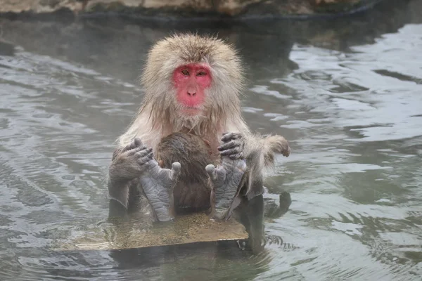 Snow Monkey Mother Child Taking Hot Spring Nagano Japan — Stok Foto