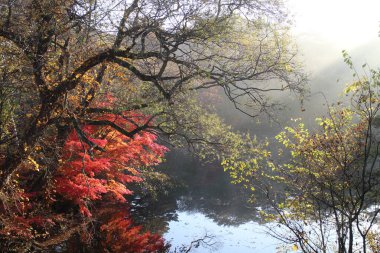 Goshikinuma, Urabandai, Fukushima, Japonya 'daki Hahanuma göleti ve sonbahar yapraklarının sabah manzarası.