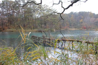 Goshikinuma, Urabandai, Fukushima, Japonya 'da Bishamonnuma göleti ve sonbahar yaprakları manzarası