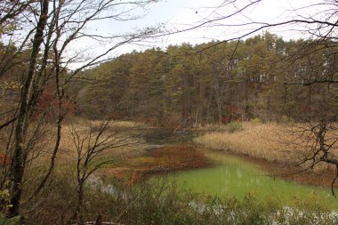 Goshikinuma, Urabandai, Fukushima, Japonya 'da Midoronuma göleti ve sonbahar yaprakları manzarası