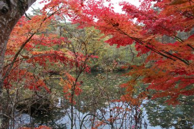Goshikinuma, Urabandai, Fukushima, Japonya 'da Hahanuma göleti ve sonbahar yaprakları manzarası