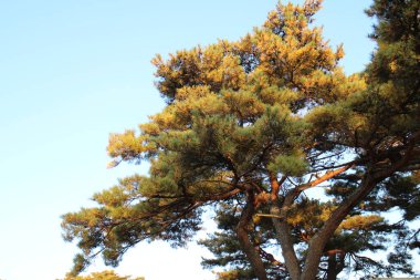 Sonbaharda Hibara Gölü kıyılarında batan güneşe maruz kalan bir çam ağacı, Urabandai, Fukushima, Japonya