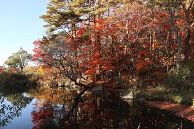 Yanaginuma göleti manzarası ve Goshikinuma, Urabandai, Fukushima, Japonya 'da sonbahar yaprakları