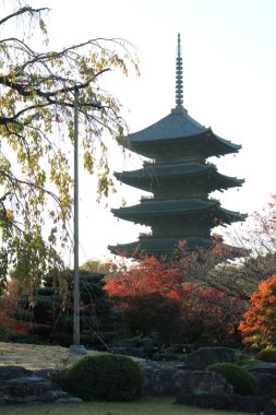 Toji pagoda ve sonbahar yaprakları sabahın erken saatlerinde Kyoto, Japonya 'da.