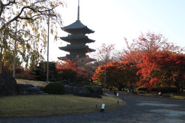 Toji pagoda ve sonbahar yaprakları sabahın erken saatlerinde Kyoto, Japonya 'da.
