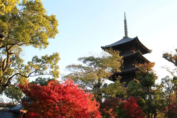 Toji pagoda ve sonbahar yaprakları sabahın erken saatlerinde Kyoto, Japonya 'da.