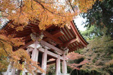 Japonya 'daki Daigoji Tapınağı' nda sonbahar yaprakları