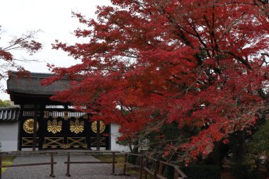 Sanbo-in ve sonbahar yaprakları Daigoji Tapınağı, Kyoto, Japonya