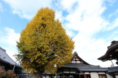 Bukkoji Tapınağı 'ndaki Ginkgo ağacı, Kyoto, Japonya