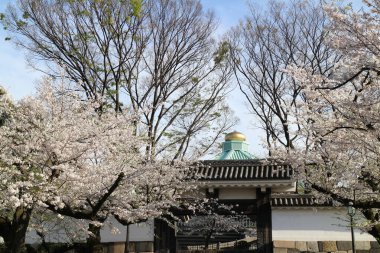 Tokyo, Japonya 'daki Edo Kalesi' nin Kiraz Çiçekleri ve Tayasu Kapısı