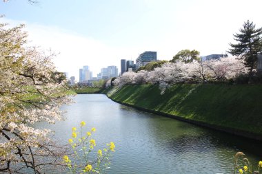 Tokyo, Japonya 'daki Chidorigafuchi Hendeğinde kiraz çiçekleri