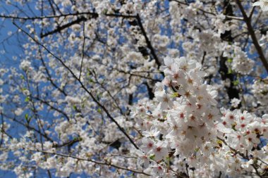 Tokyo, Japonya 'da Chidorigafuchi Hendeği' nde beyaz kiraz çiçekleri (Somei Yoshino) ve mavi gökyüzü