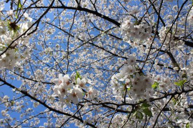 Tokyo, Japonya 'da Chidorigafuchi Hendeği' nde beyaz kiraz çiçekleri (Somei Yoshino) ve mavi gökyüzü