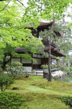 Japonya, Kyoto 'daki Ginkakuji Tapınağı' nda yosun bahçesi.