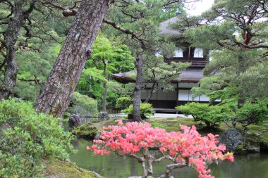 Ginkakuji Tapınağı Japonya 'nın Kyoto kentindeki Japon bahçesine ve çiçeklerine baktı