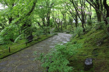 Fresh green in Jojakko-ji Temple in Kyoto, Japan clipart