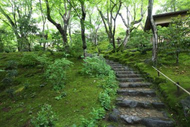 Japonya, Kyoto 'daki Jojakko-ji Tapınağında taze yeşil