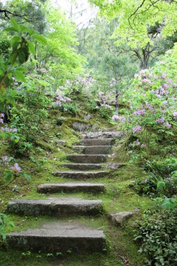 Japonya, Kyoto 'daki Jojakko-ji Tapınağında taze yeşil